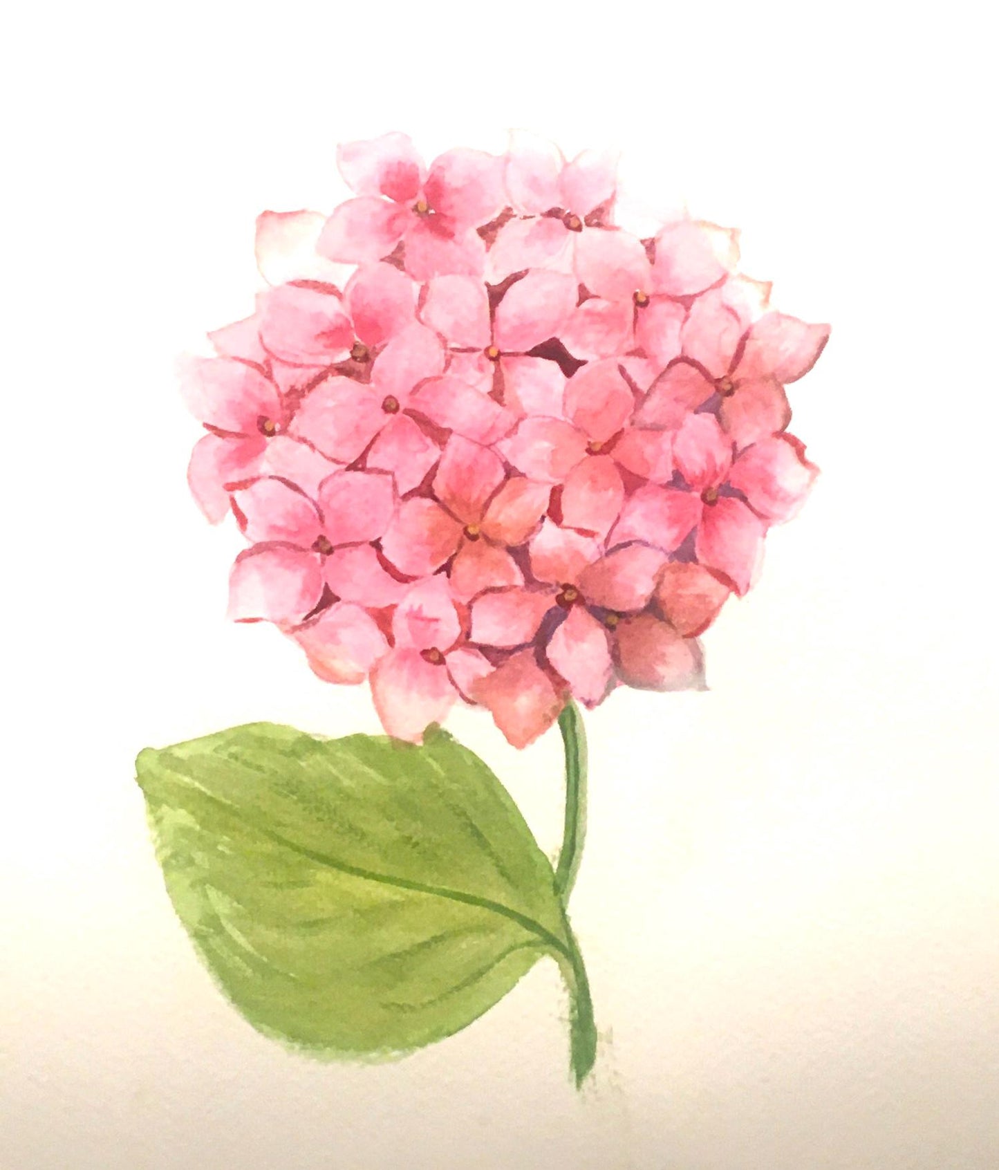 Free shipping Original painting watercolor art pink hydrangea flowers (not print)