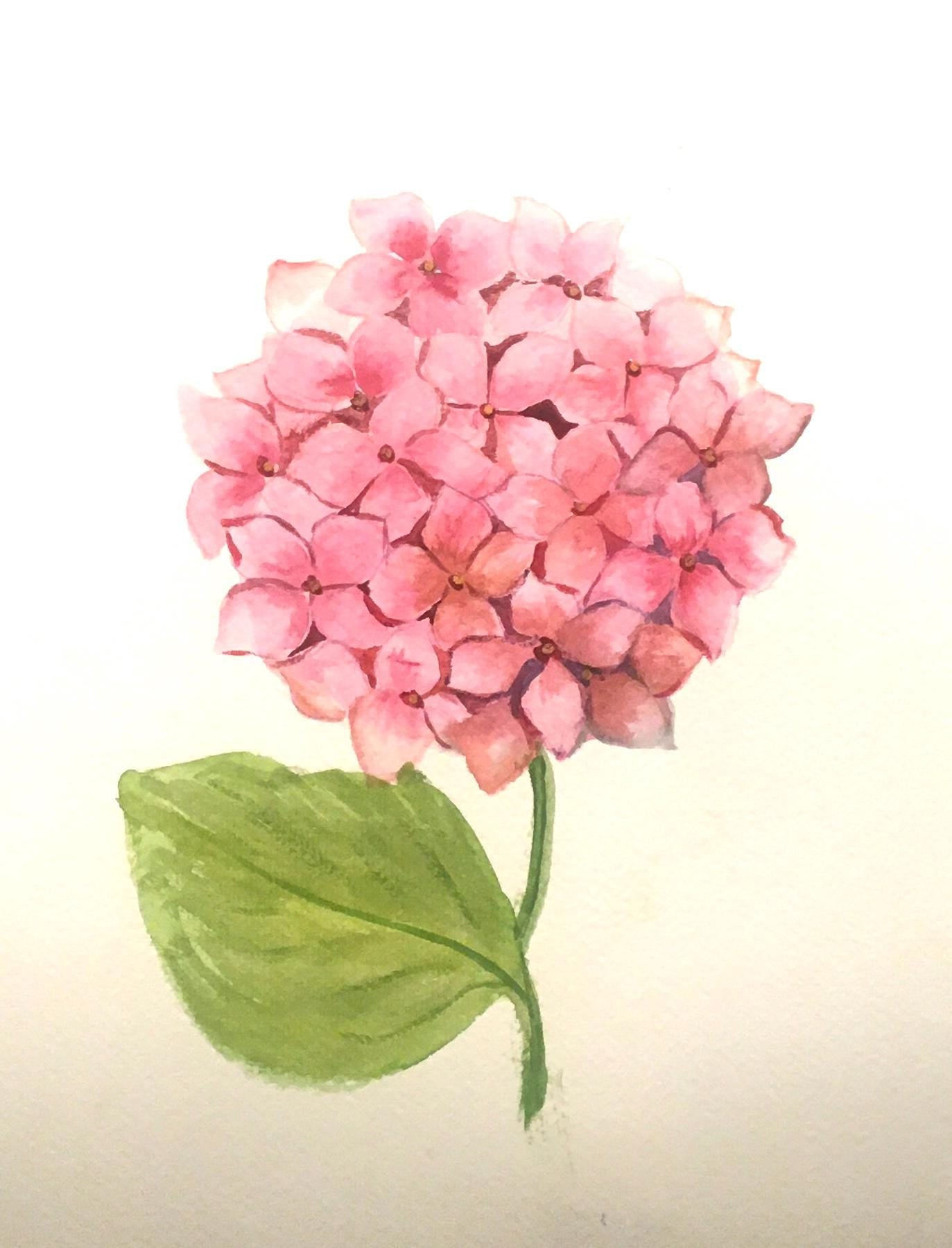 Free shipping Original painting watercolor art pink hydrangea flowers (not print)